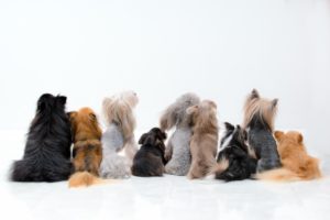 ペットショップの仕事が辛いと言われるのはなぜ？給料や仕事内容とは