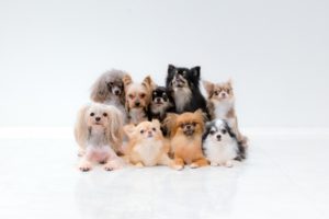 ペットショップの志望動機のポイントとは？参考になる例文をご紹介。