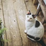猫好き、ミステリ好きにオススメの猫ミステリ小説10選をご紹介!