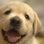 犬好き中年男子が気をつけている犬の散歩方法とは?
