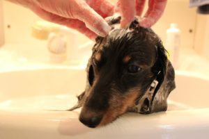 トリマーを辞めたい！将来性が不安な職業からは早めの転職を。